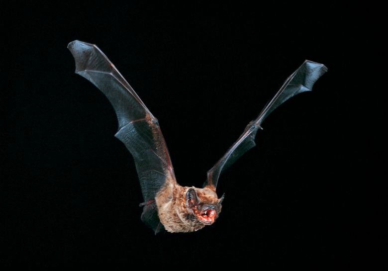 Grosser Abendsegler im Flug, Nyctalus noctula, noctule (2).jpg