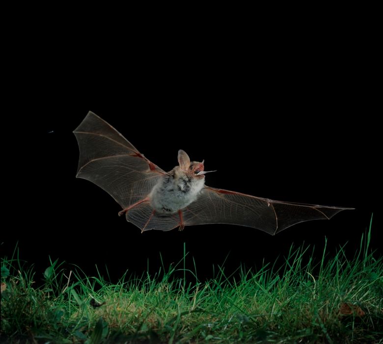 Grosses Mausohr im Flug, Mausohrfledermaus, Myotis myotis, greater mouse-eared bat.jpg