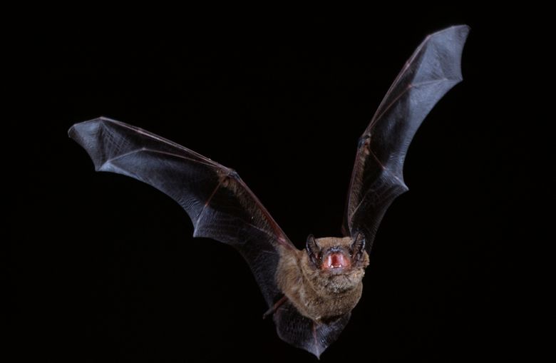 Grosser Abendsegler im Flug, Nyctalus noctula, noctule.jpg