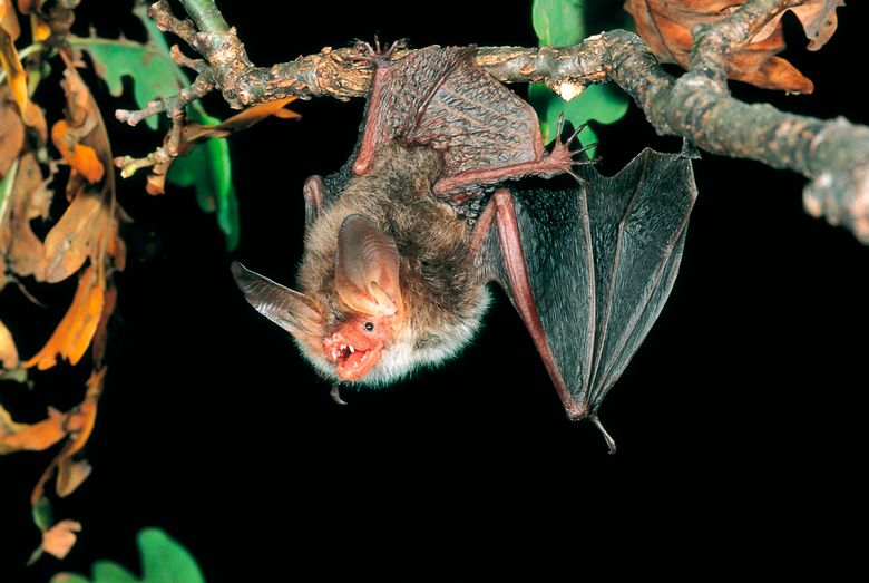 Bechsteinfledermaus haengend, Myotis bechsteinii, Bechstein's bat.jpg