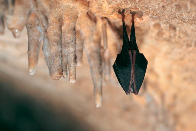 Grosse Hufeisennase haengend, Rhinolophus ferrumequinum, greater horseshoe bat hanging.jpg