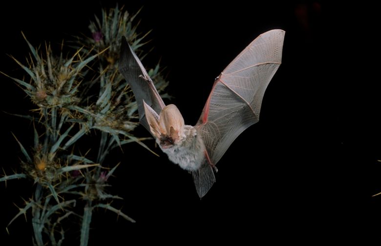 Graues Langohr im Flug, Plecotus austriacus, grey long-eared bat in flight.jpg