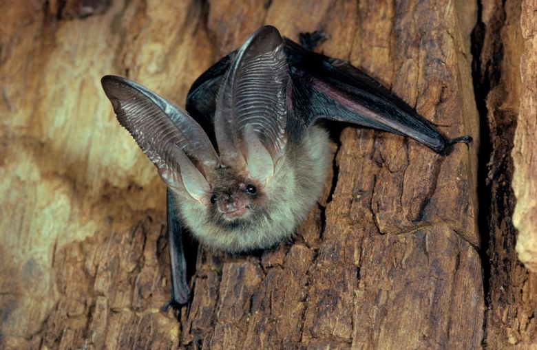 Graues Langohr Portrait, Plecotus austriacus, grey long-eared bat.jpg