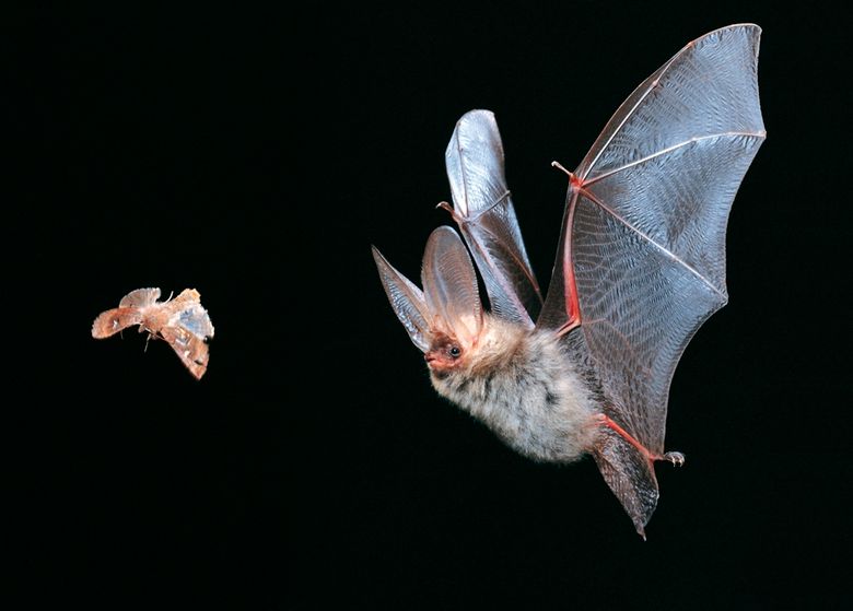 Braunes Langohr beim Beutefang, Plecotus auritus, common long-eared bat.jpg