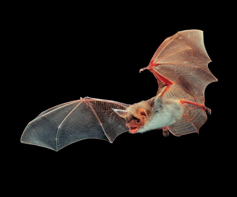 Grosses Mausohr im Flug, Mausohrfledermaus, Myotis myotis, greater mouse-eared bat (2).jpg