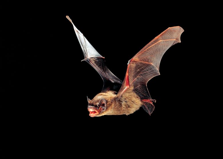 Kleiner Abendsegler im Flug, Nyctalus leisleri, Leisler's bat in flight.jpg