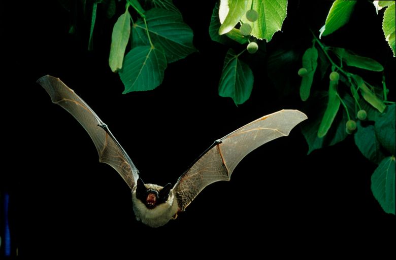 Zweifarbfledermaus im Flug, Vespertilio murinus, Vespertilio discolor, parti-coloured bat.jpg